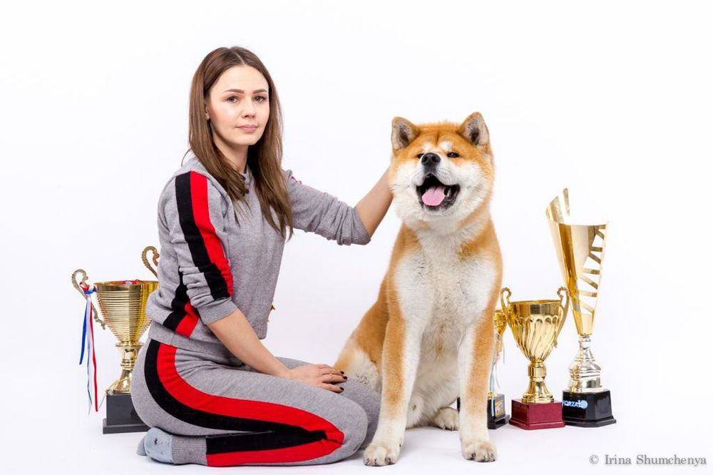 Японская акита ину