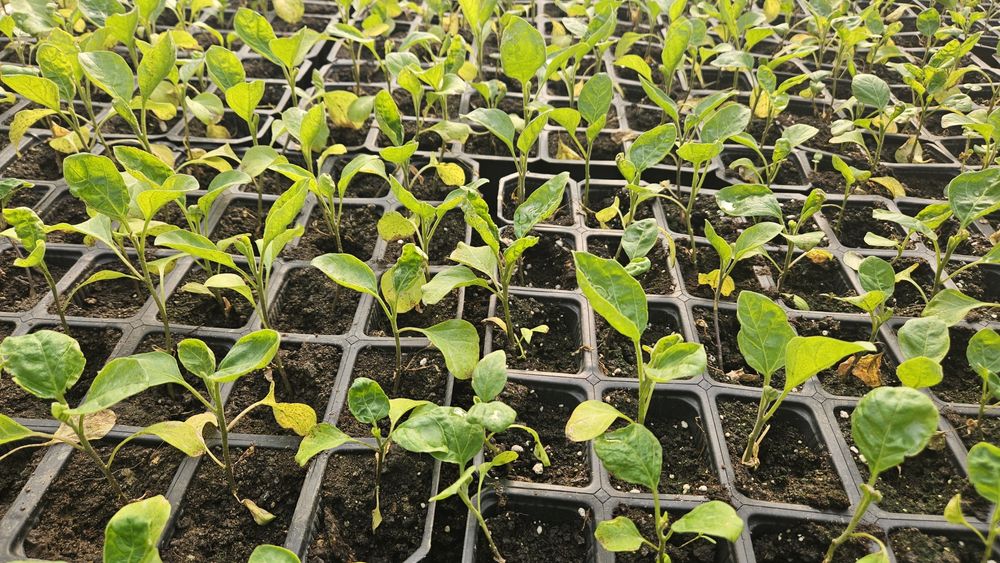 Răsaduri de legume, roșii, ardei, altele