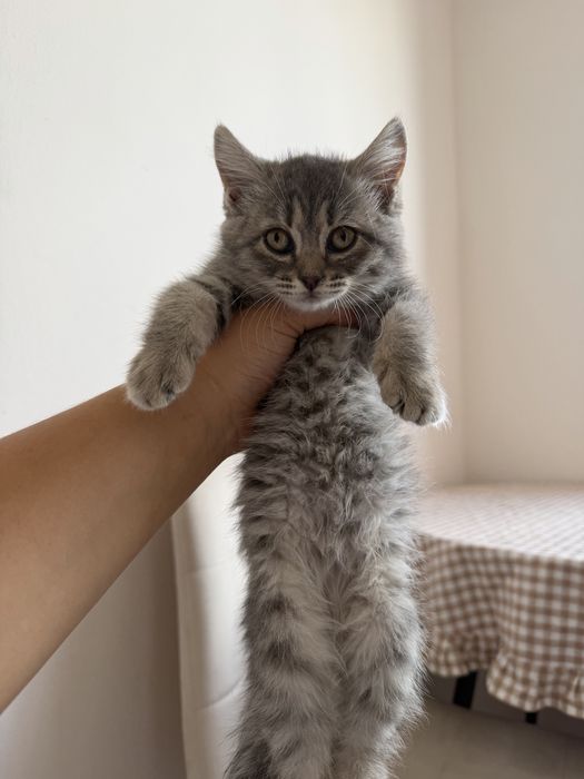 Шотландский котенок