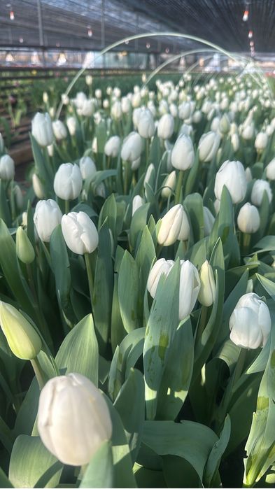 Тюльпаны оптом местные