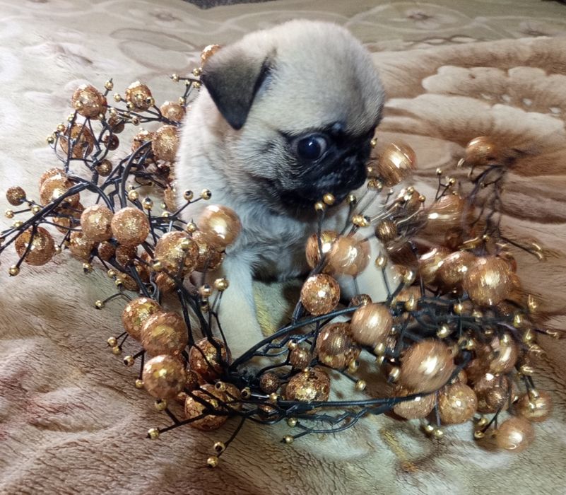 Мопсы!!!Только у нас!  продажа щенки мопса