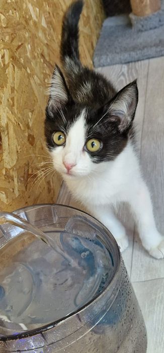 Котёнок Вася ищет семью!