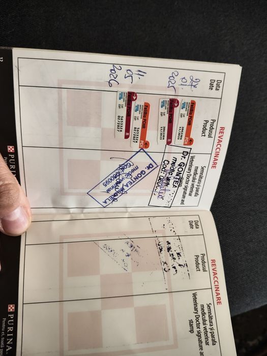 Donez pisică sterilizată