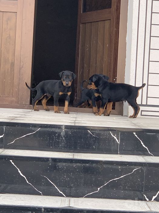 Doberman kuchula sotiladi