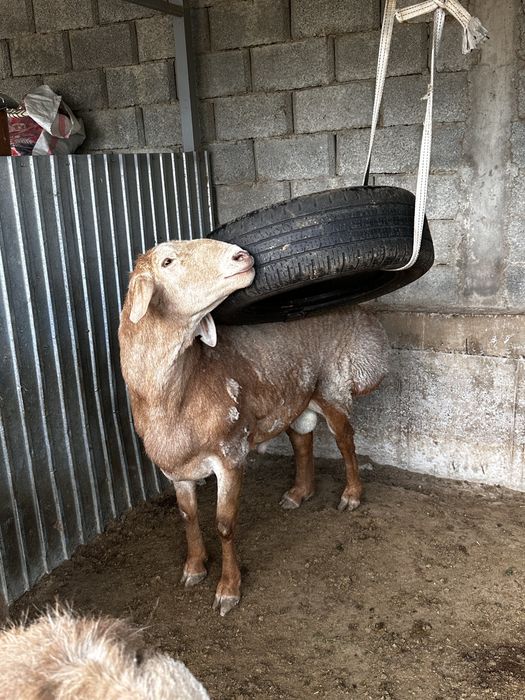 Арашан Кошкар 2,5 года