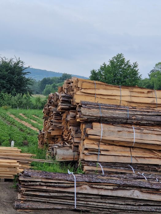 Hartepele Rășinoase Brad