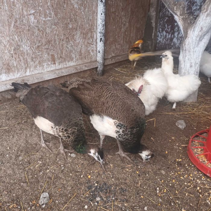 Ouă mătase japoneza