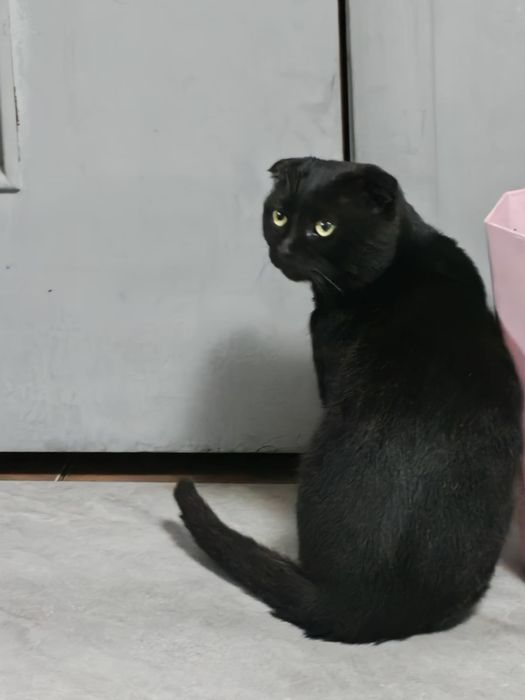 Отдам кота в добрые руки