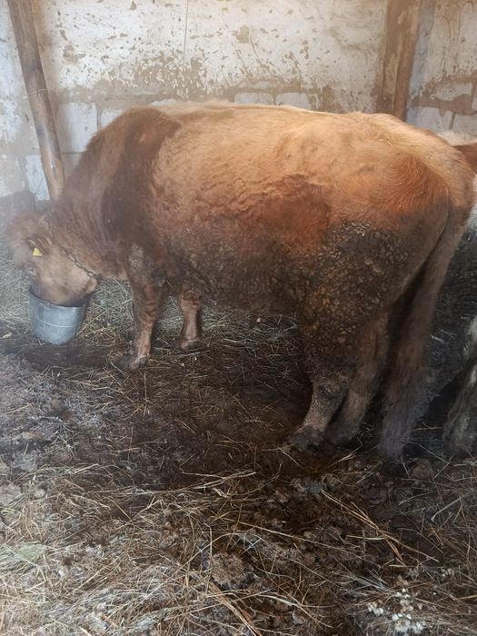 Продам  быка  в актогайском районе