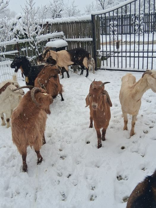 Vînd 10 capre tinere