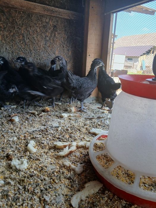 Pui si puici austrolop