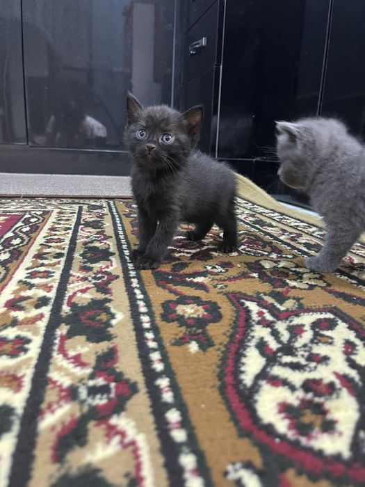 Котёнки маленкие