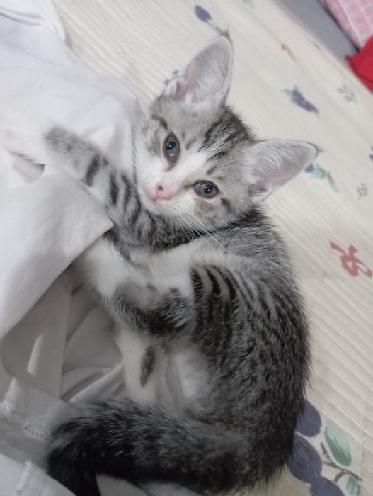 Котята ищут Дом.