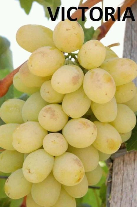 Butasi de vita de vie de anul 2 și de anul 2