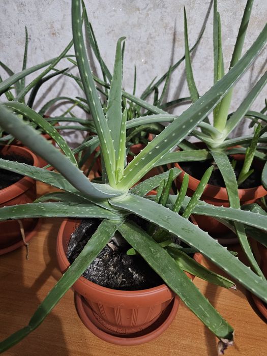 Алое вера лечебный