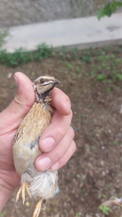 Дикие перепелки Жабайы бодене