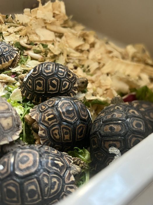 Țestoase, broaște testoase