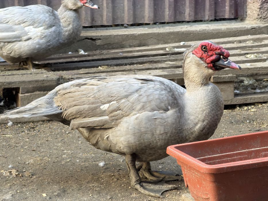 Пара индоуток окрас лаванда