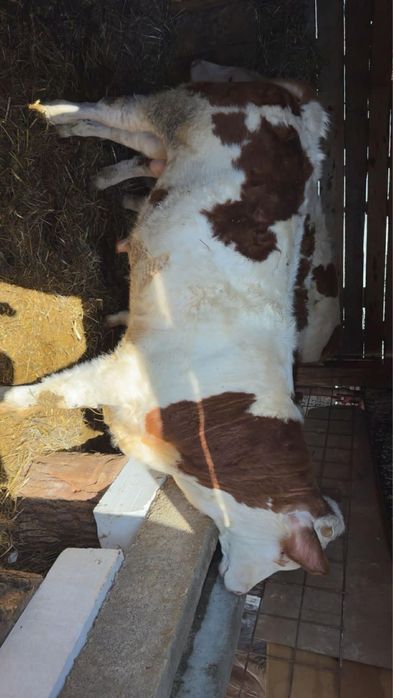 Vând viței bălțați