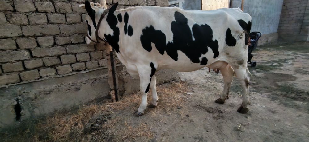 Qora mollar galeshten frist