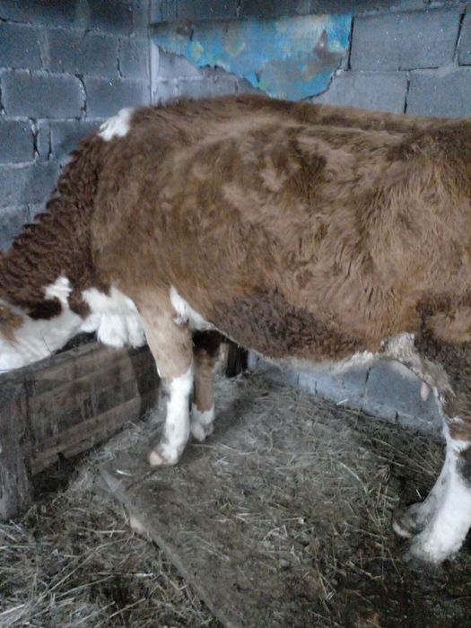 Продам карову сементальская парода