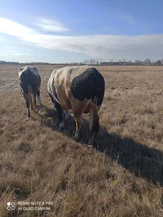 Продам быка стоит на откорме возраст 2,4