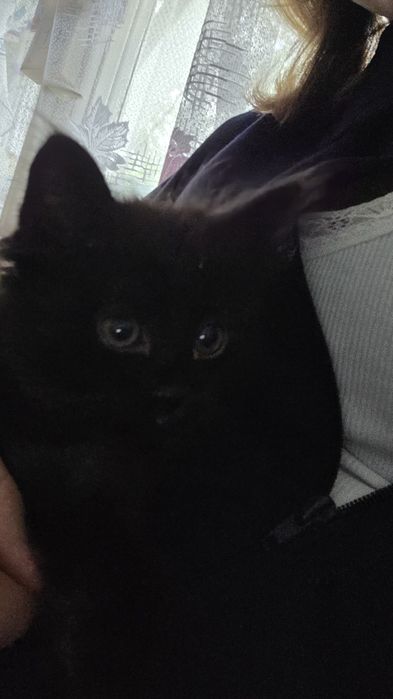 кошечка чёрная котенок