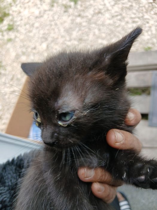 Pui de pisica micuti 1 luna jumate  ii dau gratis 3 la numar 2 negri si un tigrat