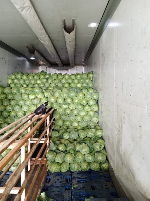 Капуста дайын Жетісайда