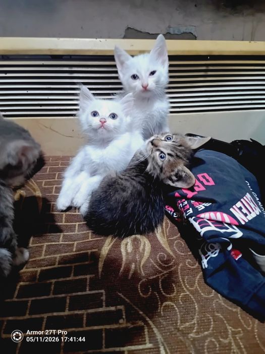 Отдам котят. Крысоловы