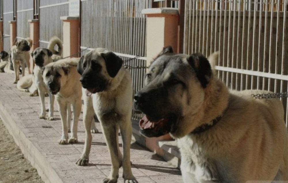 кангалы.турецкий-волкодав