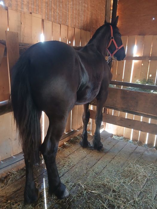 Vand manz frizian in mai face un an nu fac schimburi