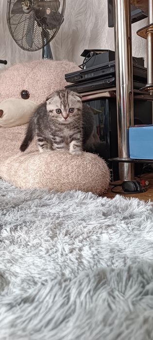 Шотландский котенок