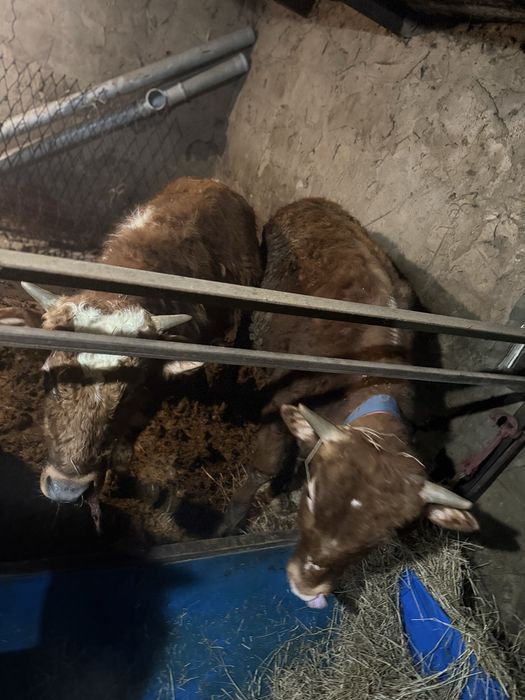 Продам бычков в шахтинске