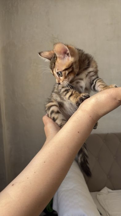 Котенок мальчик бенгал