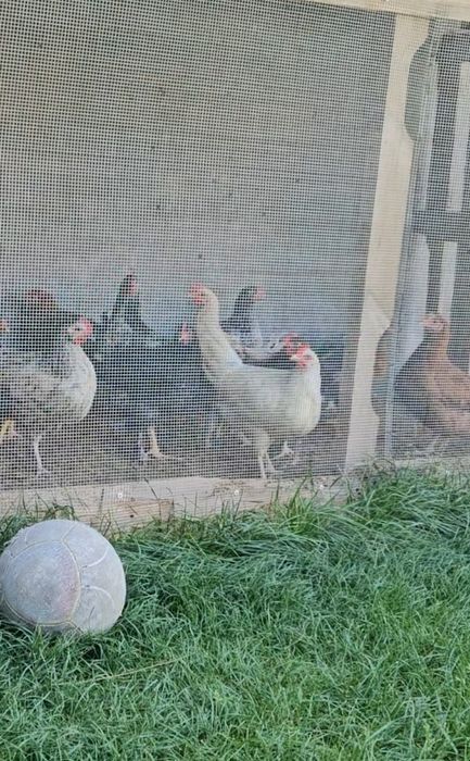 Продам взрослых цыплят