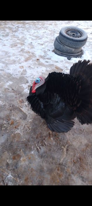 Үндік қораздары сатылады