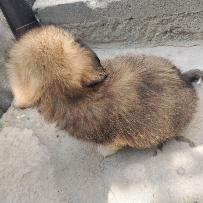 It sotiladi 3 oylik sutdan chiqqan