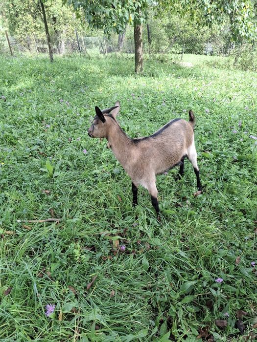 Capra si iada de vanzare