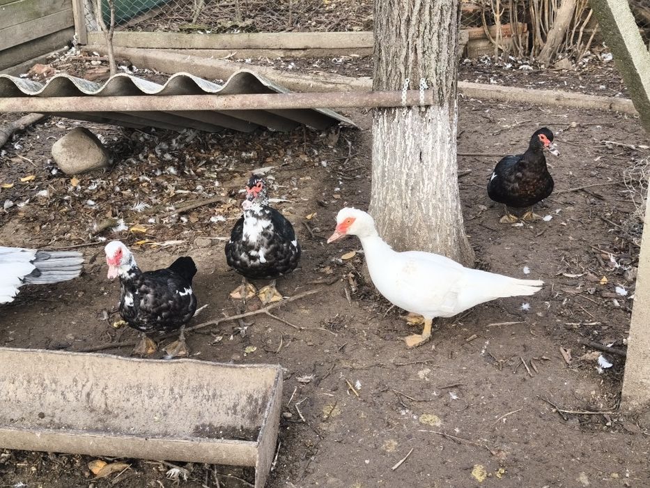 Rațe mute leșești tineret familie 9