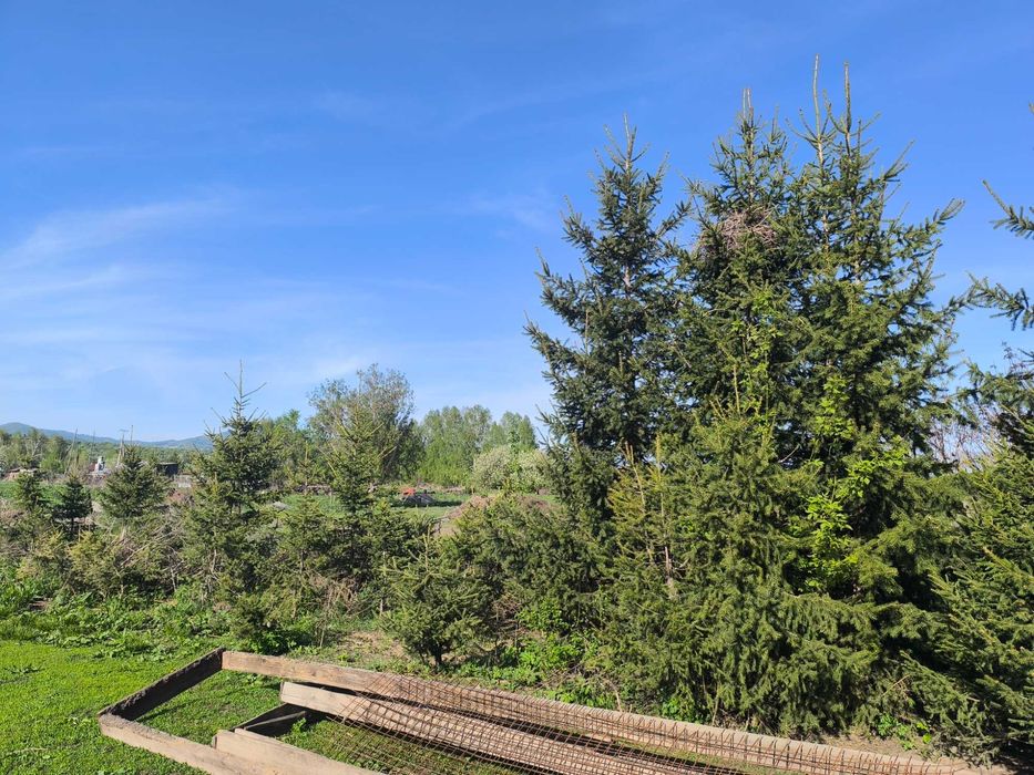 Продам саженцы ели