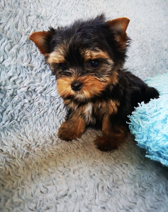 Продам щенков йорка