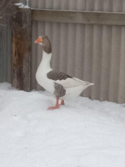 Продам гусака домашнего