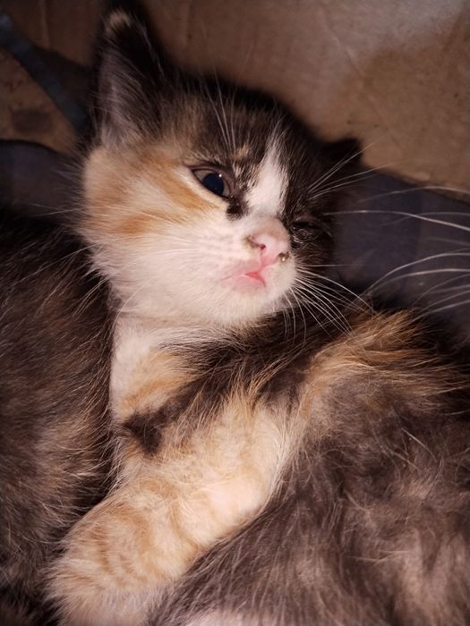Котята крысыловы