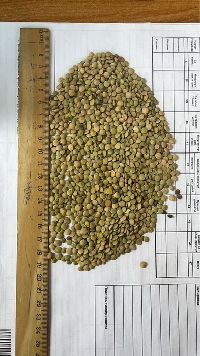 Чечевица зеленая тарелочная