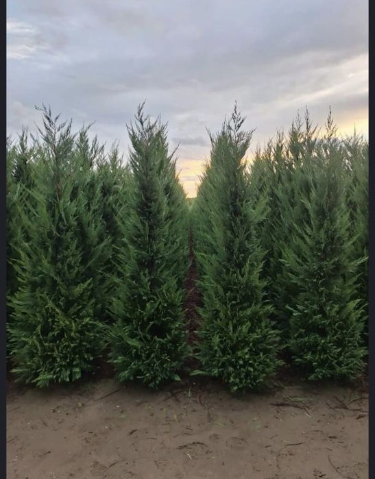 Cupresocyparis leylandii 2,3 m