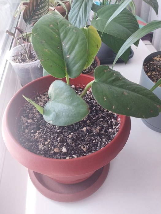 Продам комнатные цветы