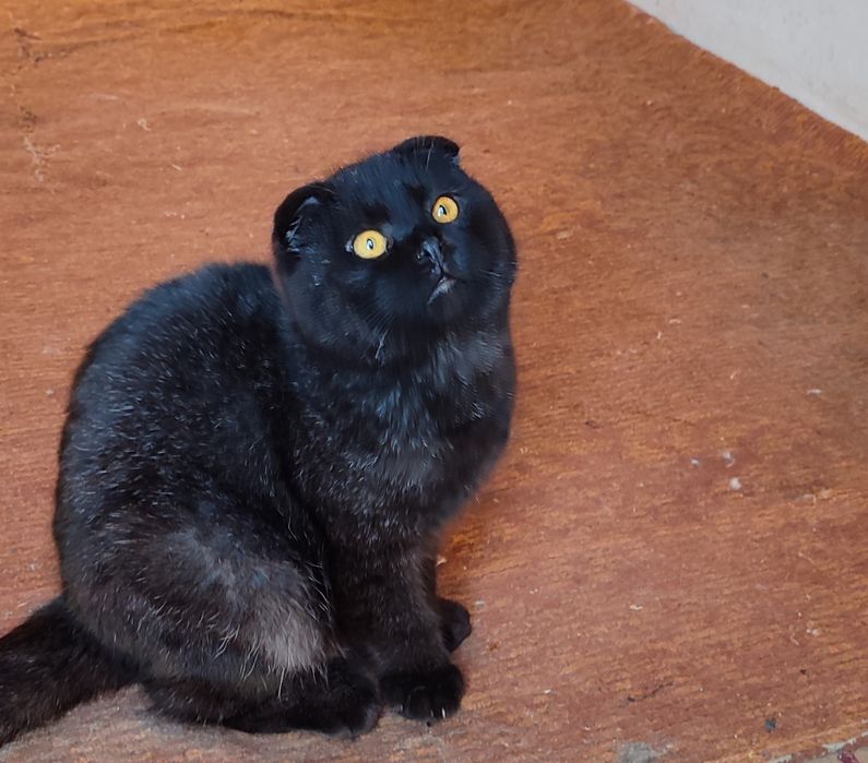 Скотиш фолд сотилади кушишга тайор