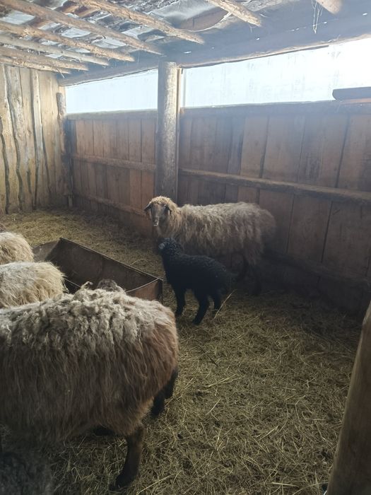 кои козысымен сатылады