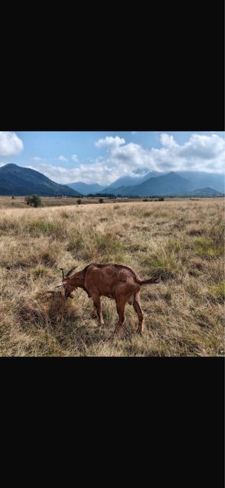 Tap Alpin francez cu Pedigree